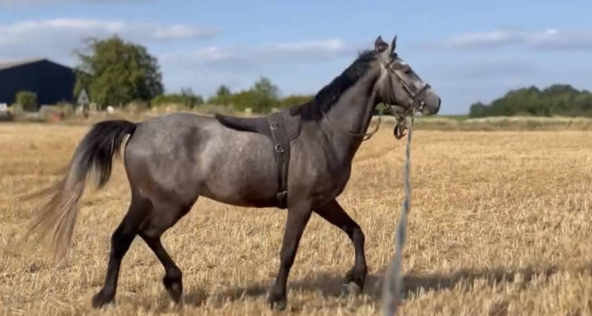 Poney &agrave; vendre - Narco du Rouvre  Hongre connemara