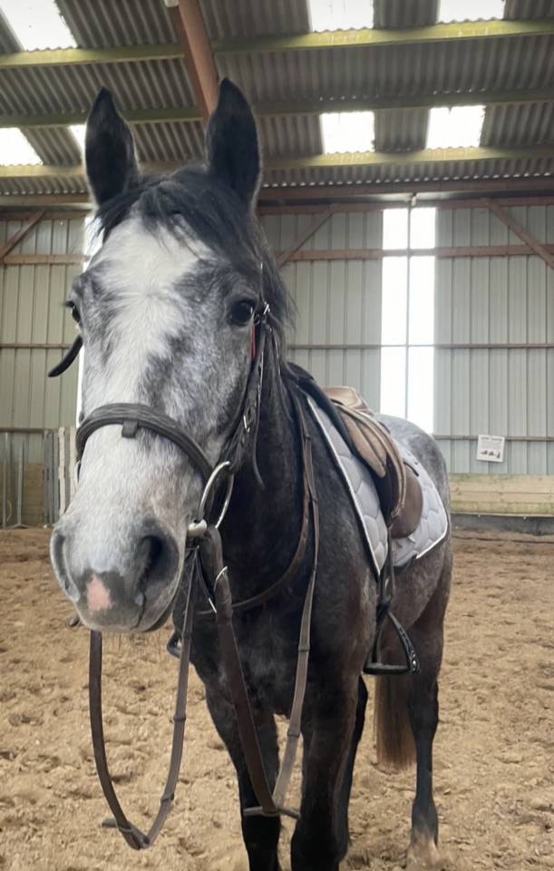 Poney &agrave; vendre - Narco du Rouvre  Hongre connemara