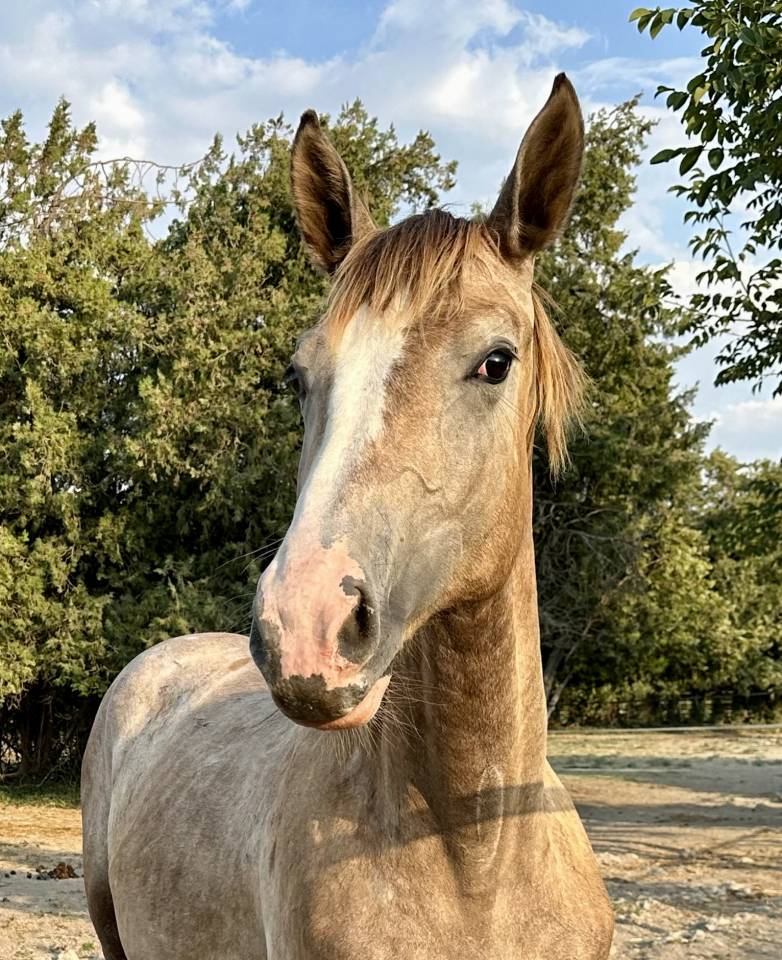 PINKLADY pouliche n&eacute;e en 3 2025 (ChacoonBlue x Tobago)