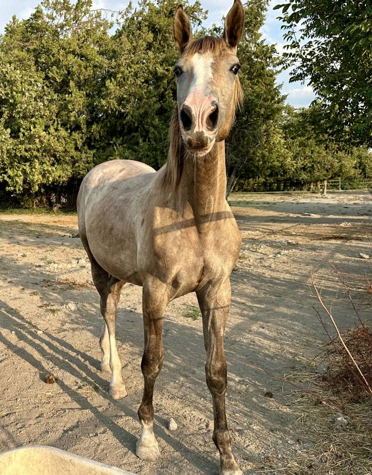 PINKLADY pouliche n&eacute;e en 3 2025 (ChacoonBlue x Tobago)