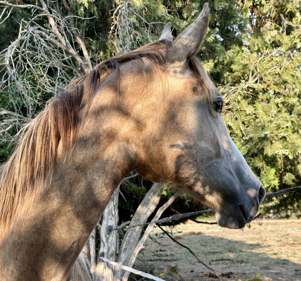 PINKLADY pouliche n&eacute;e en 3 2025 (ChacoonBlue x Tobago)