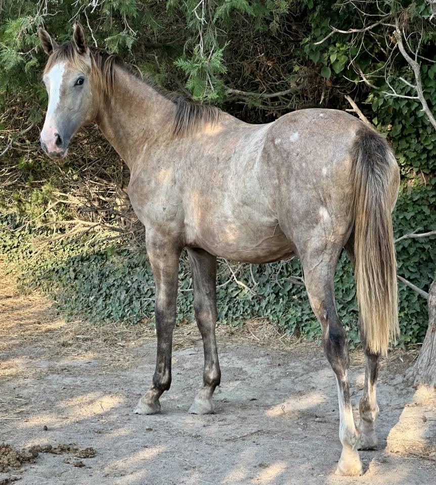 PINKLADY pouliche n&eacute;e en 3 2025 (ChacoonBlue x Tobago)