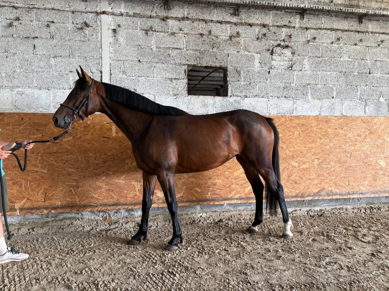 &Agrave; vendre 4 ans 