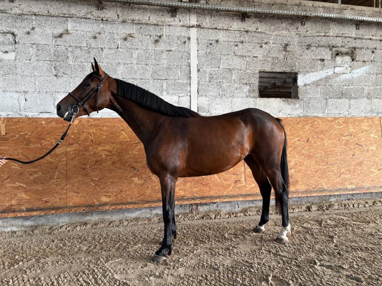 &Agrave; vendre 4 ans 