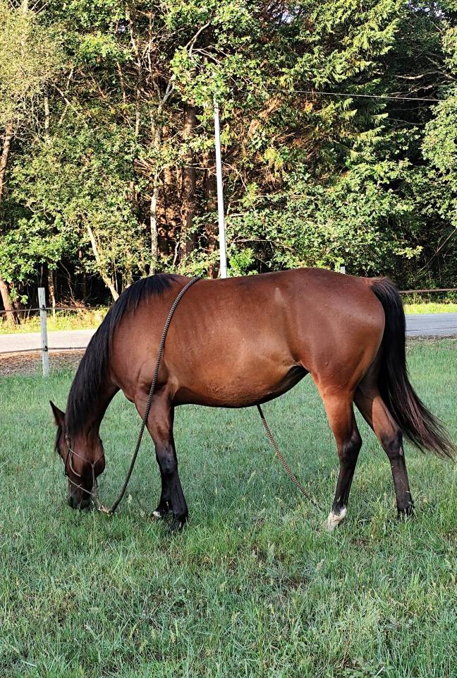 Kiara - Jument baie ONC de 6 ans 