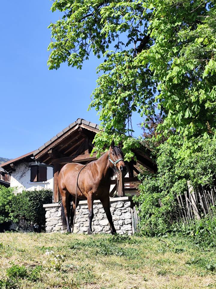 Kiara - Jument baie ONC de 6 ans 