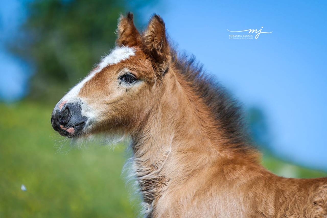Magnifique pouliche bai pearl &agrave; r&eacute;server, tinker