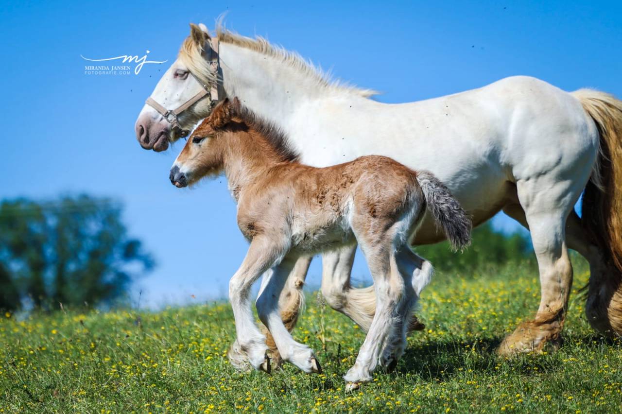 Magnifique pouliche bai pearl &agrave; r&eacute;server, tinker
