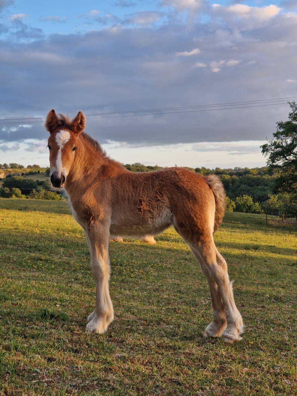Magnifique pouliche bai pearl &agrave; r&eacute;server, tinker