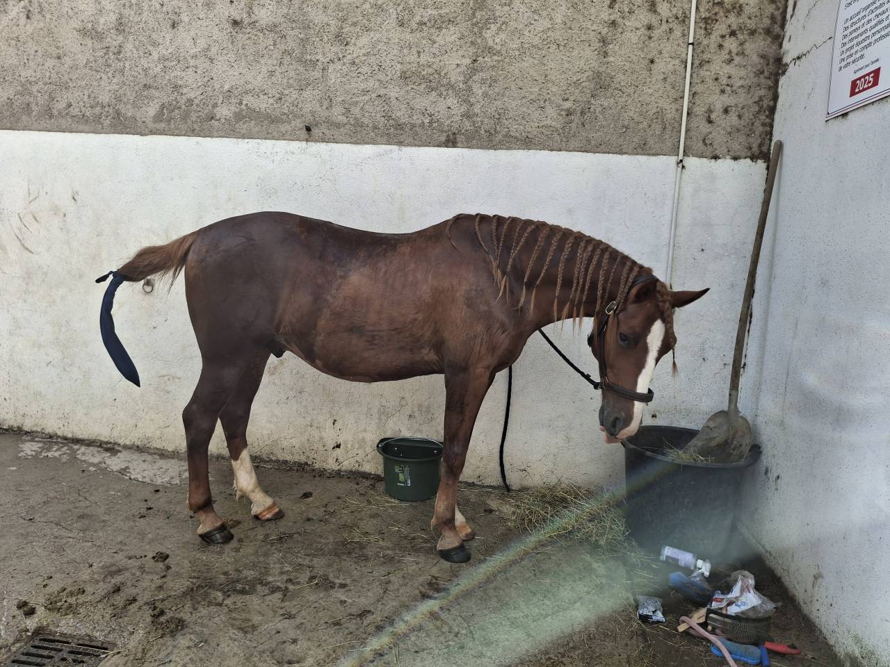 ?Hongre alezan de 10 ans &ndash; 1,50 m