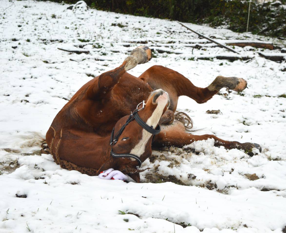 ?Hongre alezan de 10 ans &ndash; 1,50 m