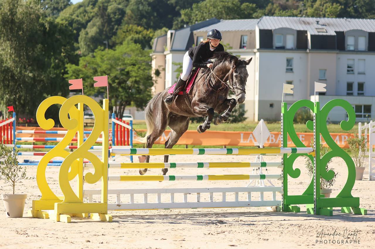 Cheval de sport - Hongre SBS de 6 ans 175cm 