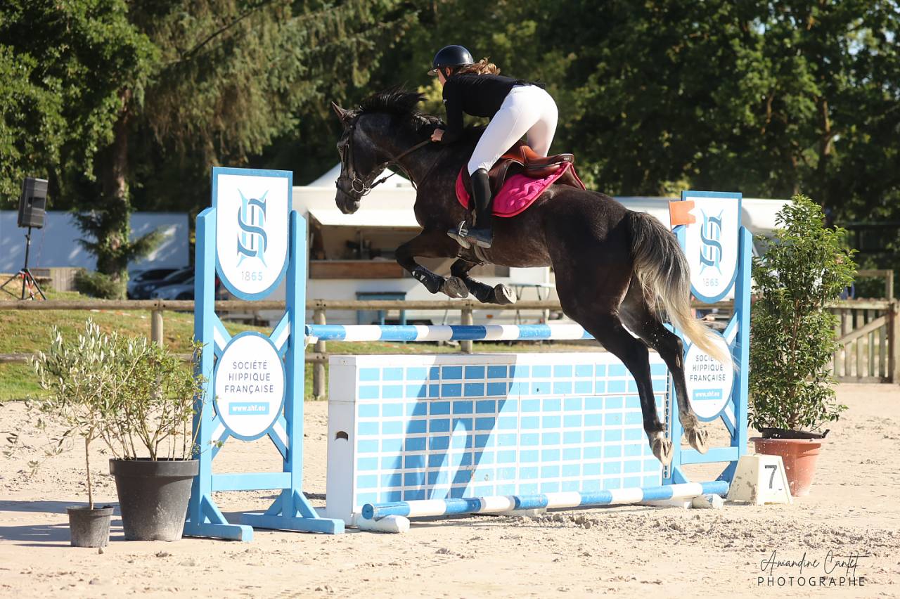 Cheval de sport - Hongre SBS de 6 ans 175cm 