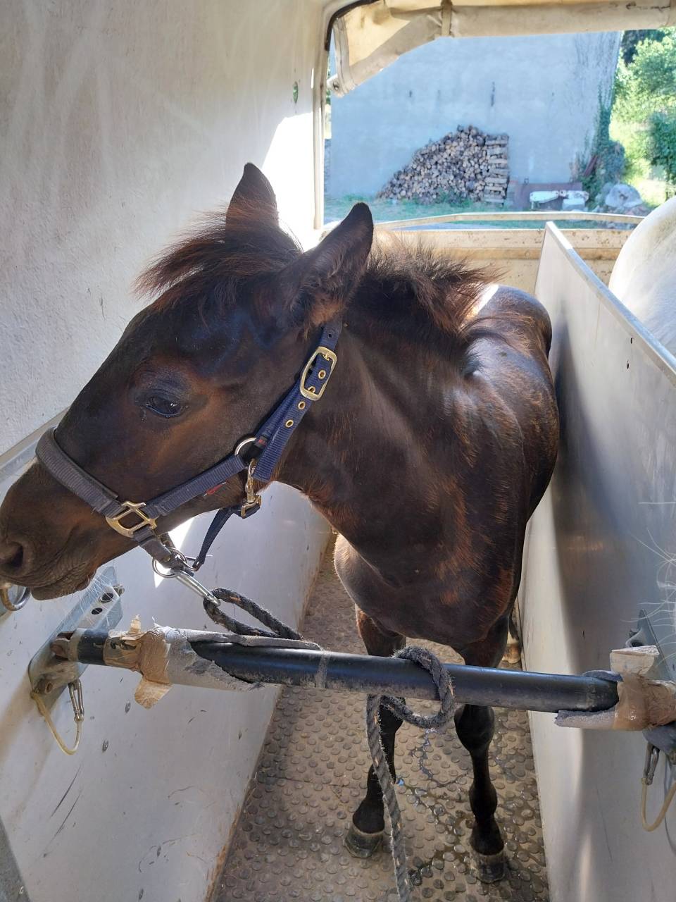 Superbe Poulain PRE - Papiers ANCIS / SIRE