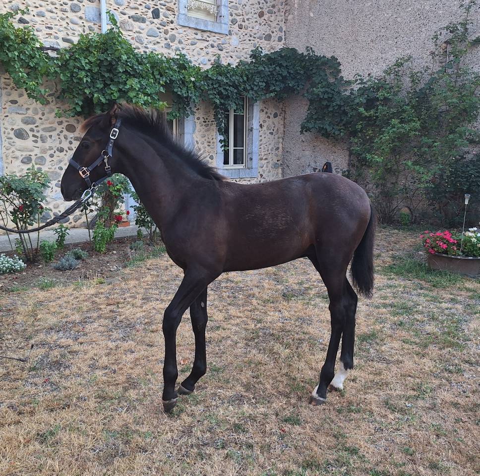 Superbe Poulain PRE - Papiers ANCIS / SIRE
