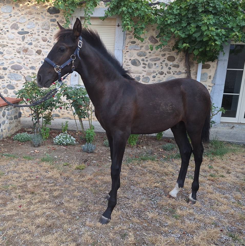 Superbe Poulain PRE - Papiers ANCIS / SIRE