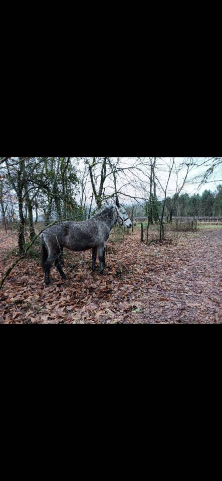 Mule 9 ans