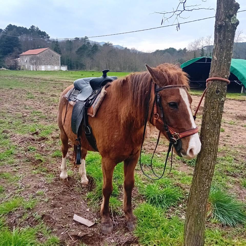 Cheval 17 ans