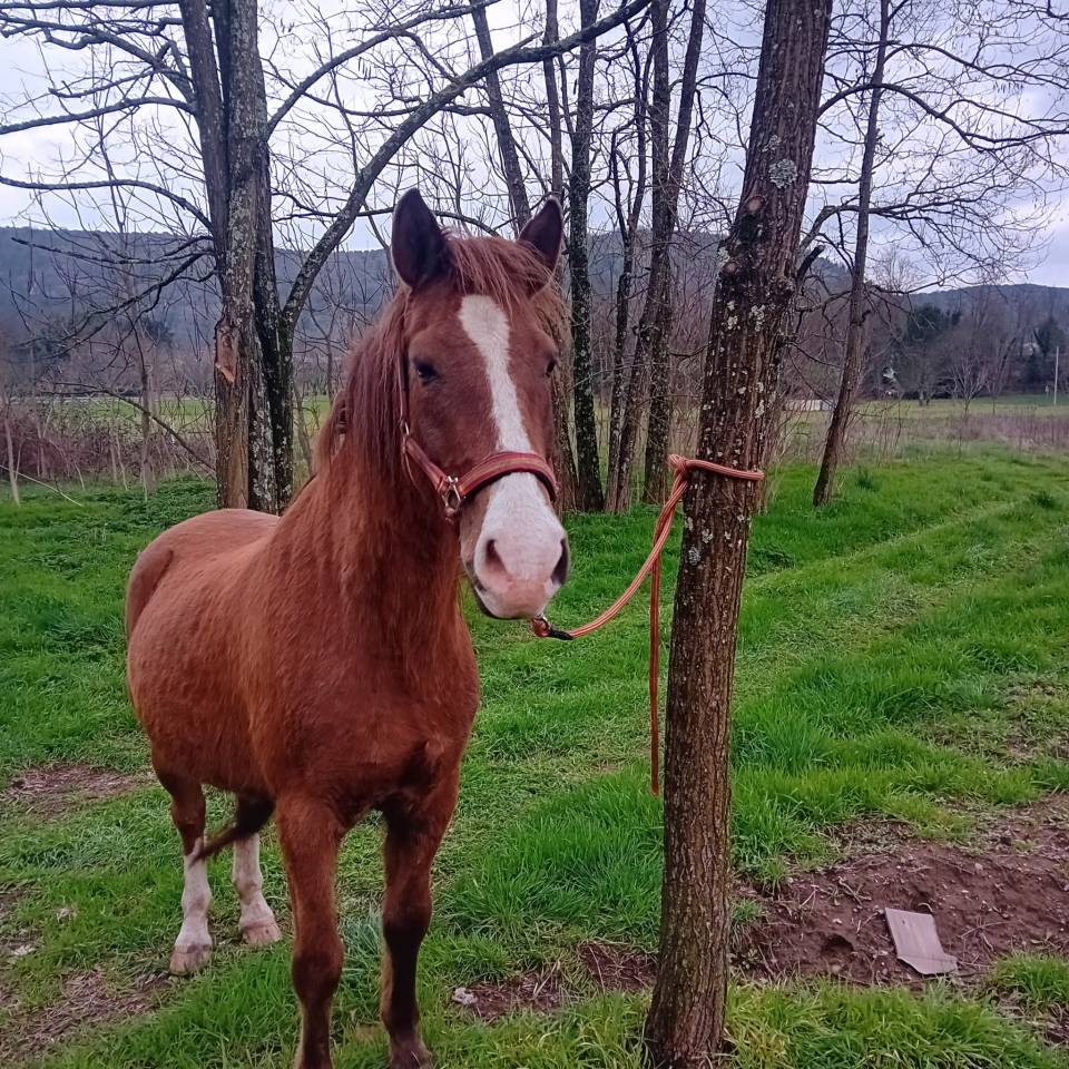 Cheval 17 ans