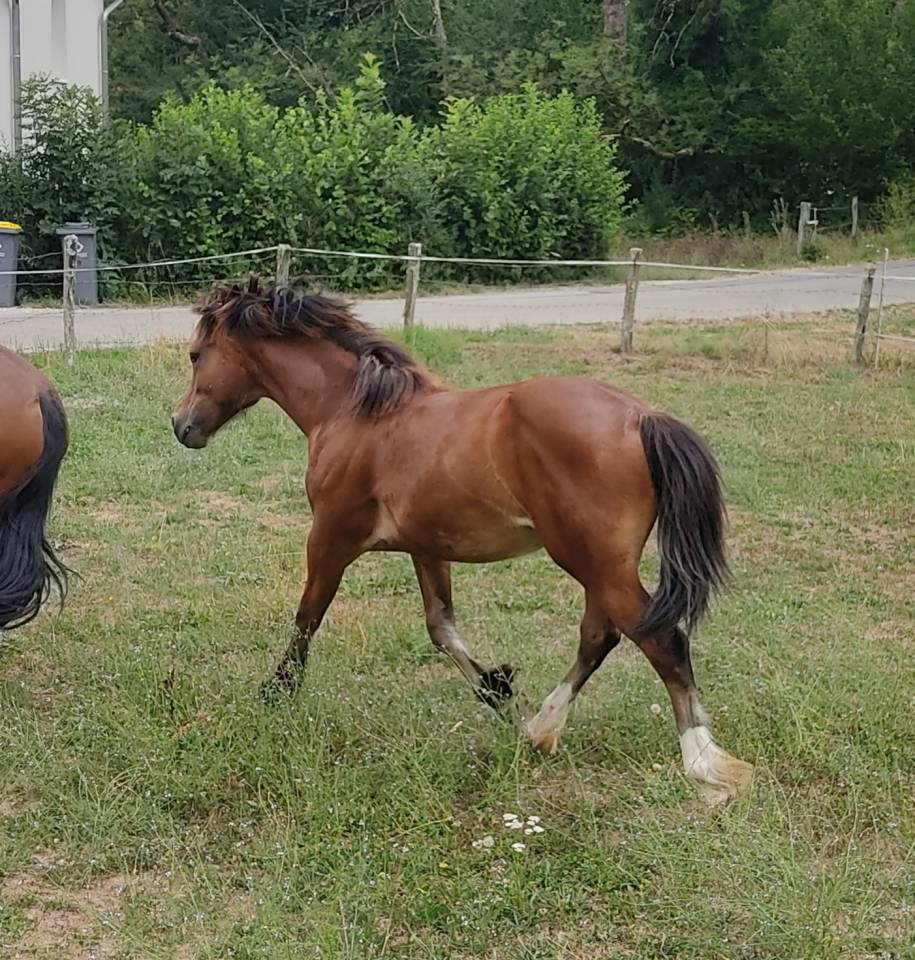 Poulain Welsh Cob