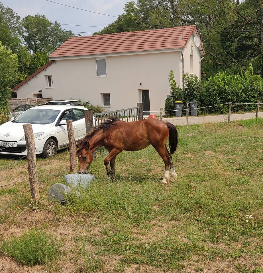 Poulain Welsh Cob