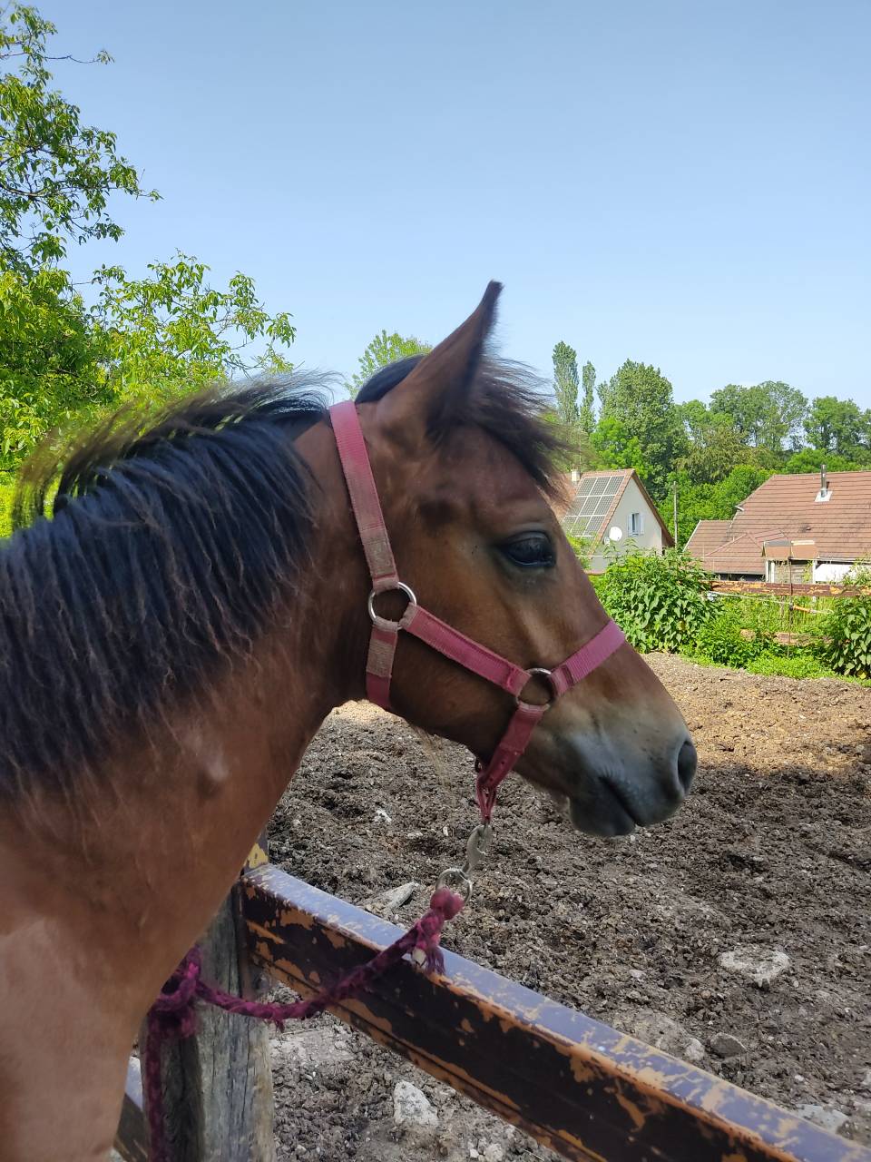 Poulain Welsh Cob