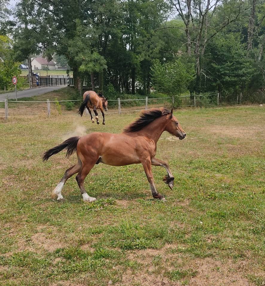 Poulain Welsh Cob