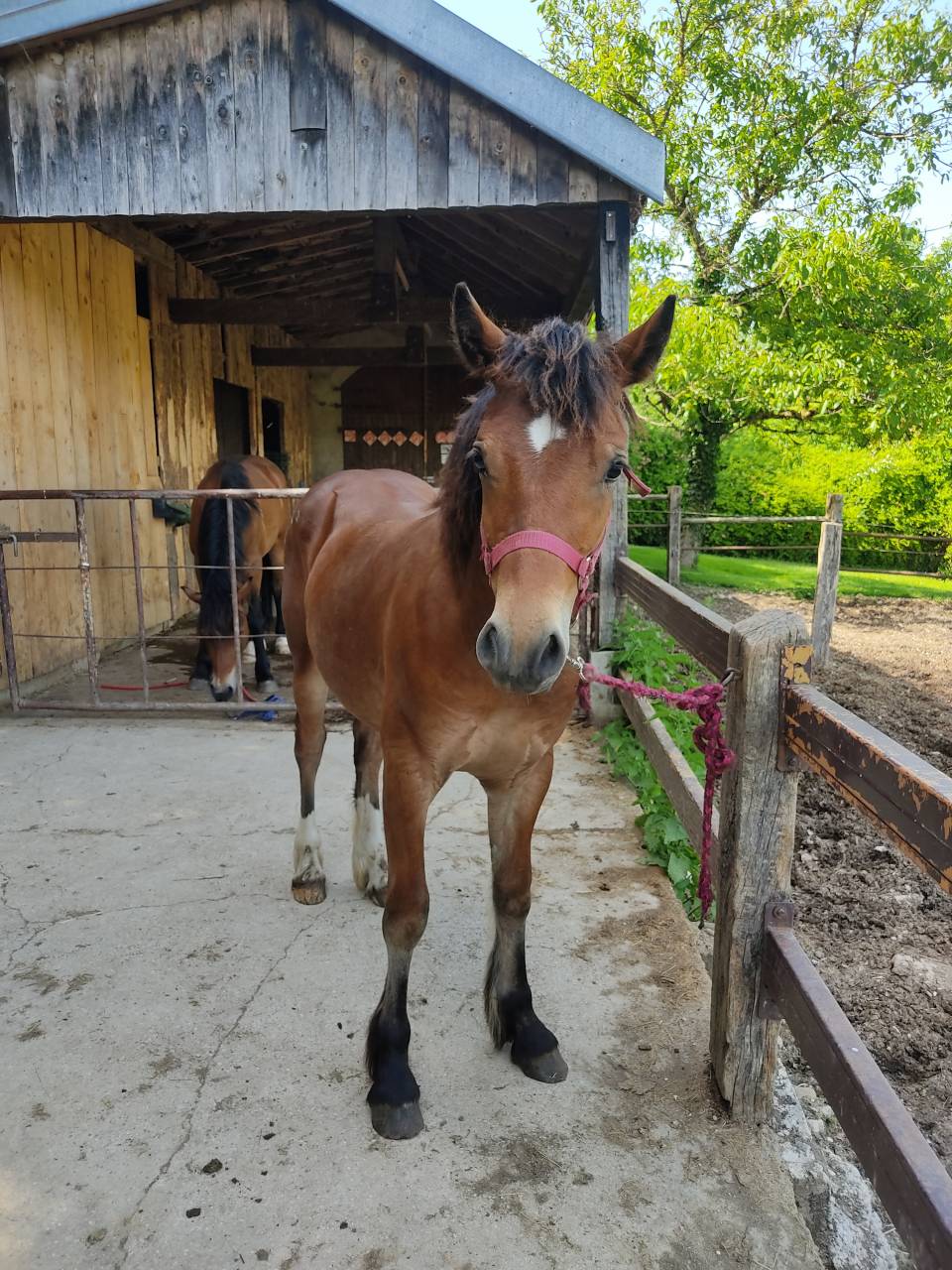 Poulain Welsh Cob
