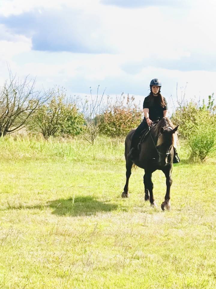 Vend cheval hongre cob crois&eacute; frison
