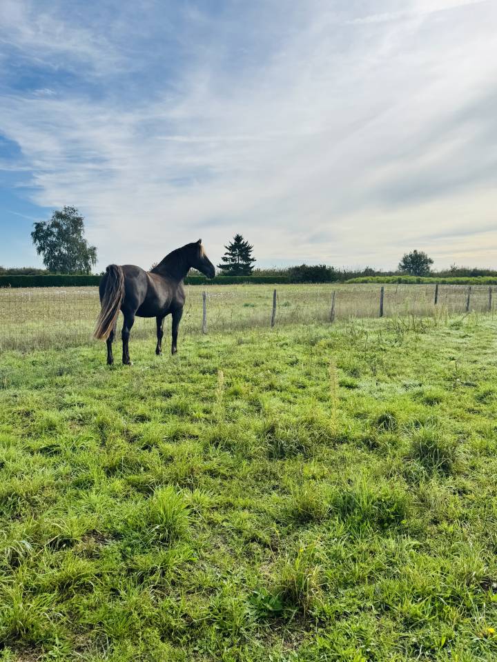 Vend cheval hongre cob crois&eacute; frison
