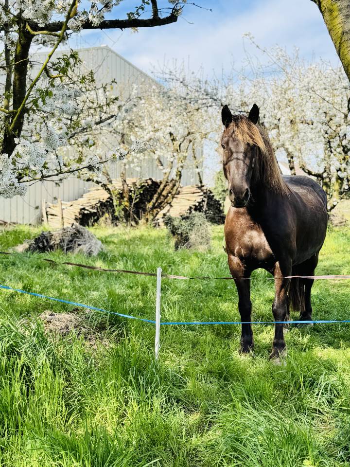 Vend cheval hongre cob crois&eacute; frison