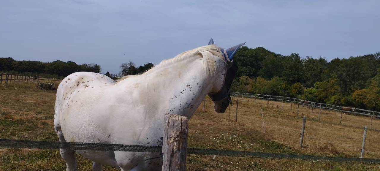 Vends cheval de selle belge appaloosa 
