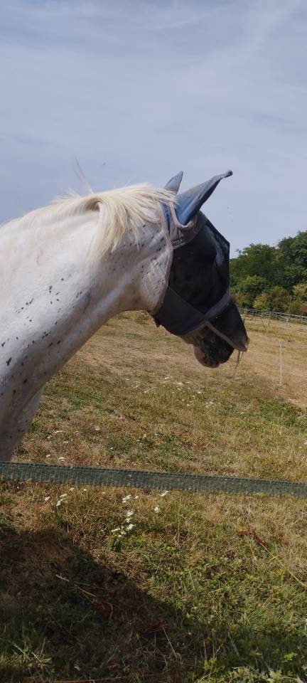 Vends cheval de selle belge appaloosa 