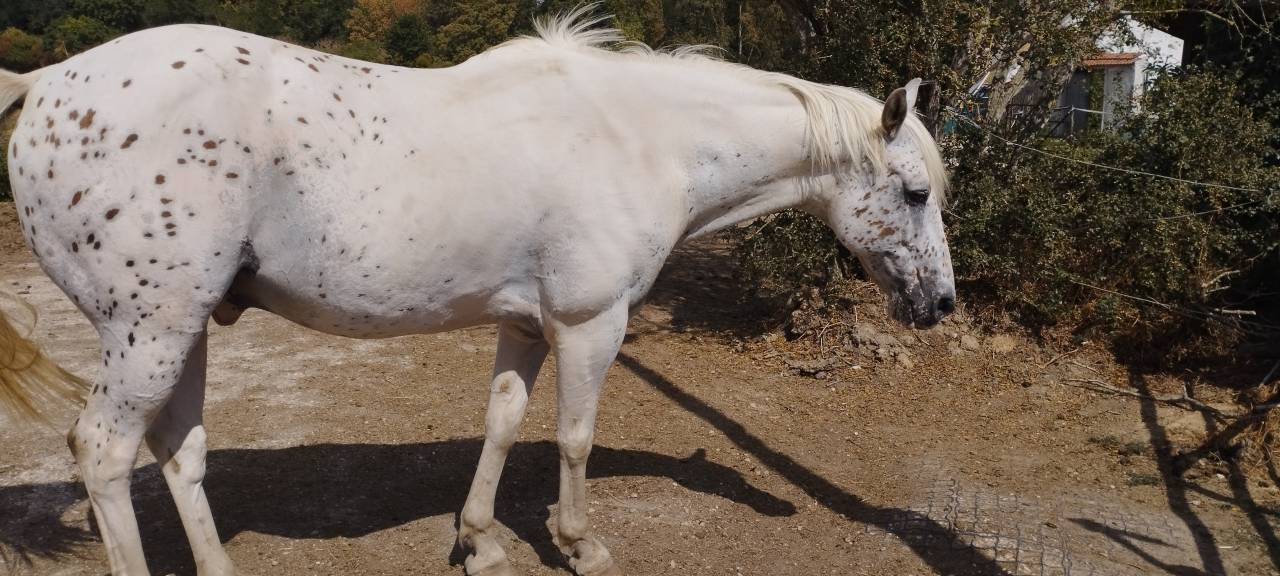Vends cheval de selle belge appaloosa 