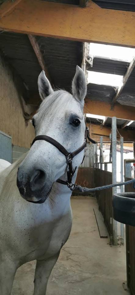 Vend poney Connemara 
