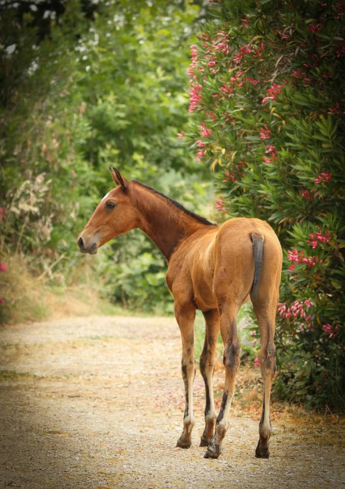 Xanthos DesM