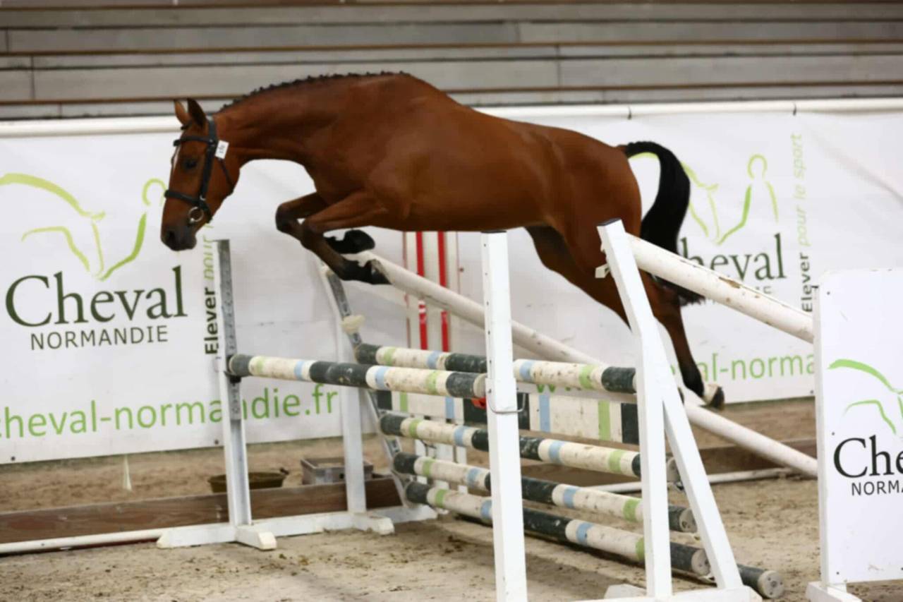 Poney D &agrave; vendre