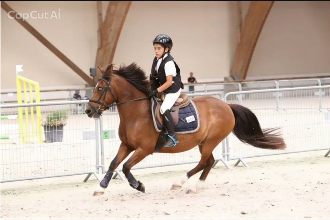 Poney B &agrave; louer ou &agrave; vendre 