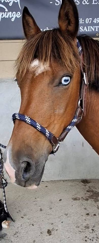 Poney B &agrave; louer ou &agrave; vendre 