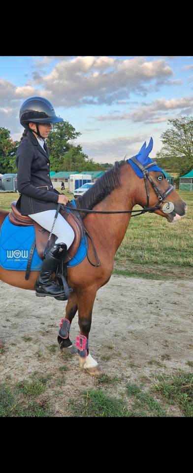 Poney B &agrave; louer ou &agrave; vendre 