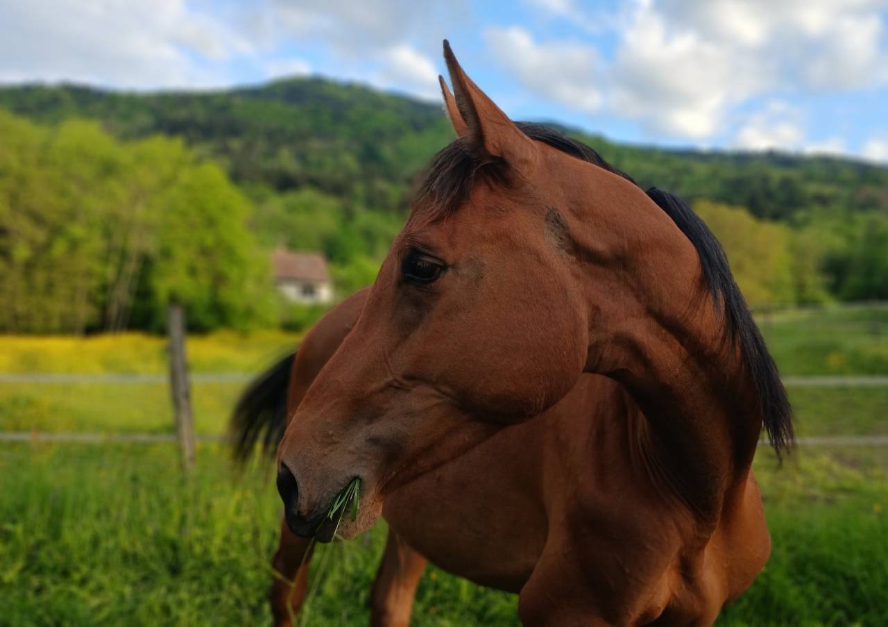 jument SF 3ans CSO d&eacute;bour&eacute;e
