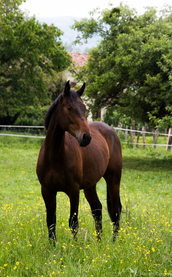 HONGRE SF 2 ANS 