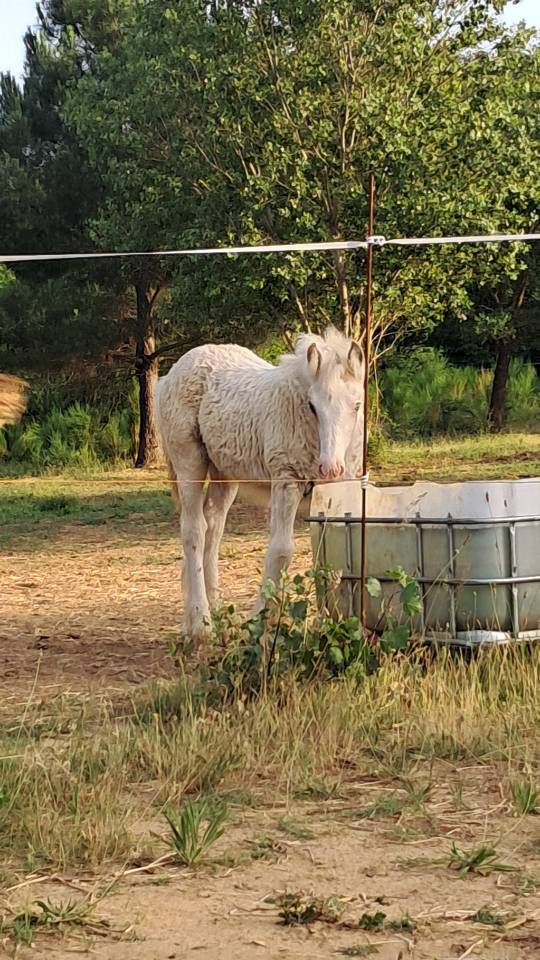 Pouliche Irish Cob PP TGCA cr&egrave;me 1 an