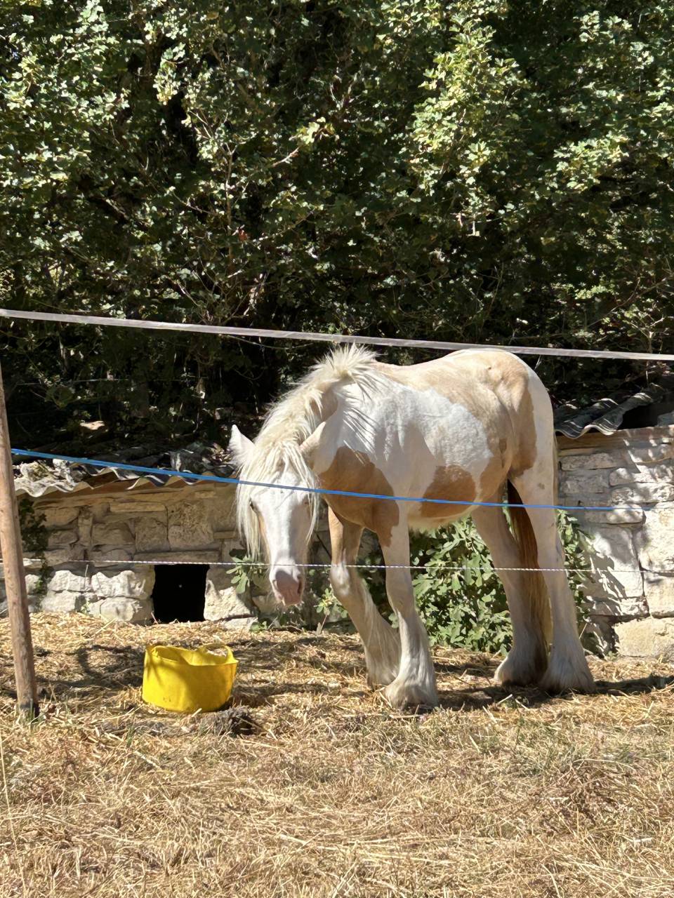 Pouliche Irish Cob PP TGCA cr&egrave;me 1 an