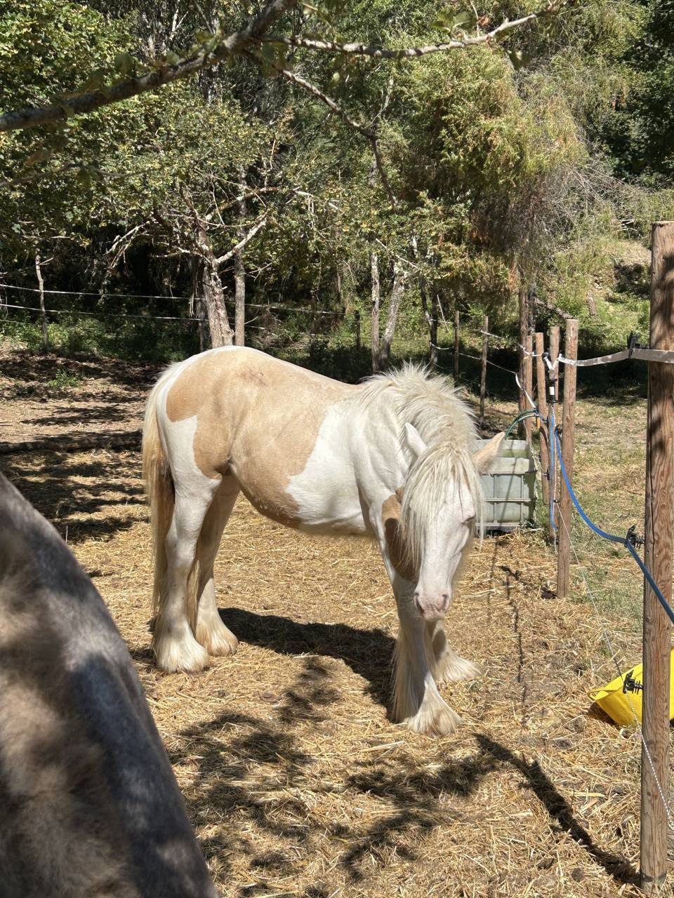 Pouliche Irish Cob PP TGCA cr&egrave;me 1 an