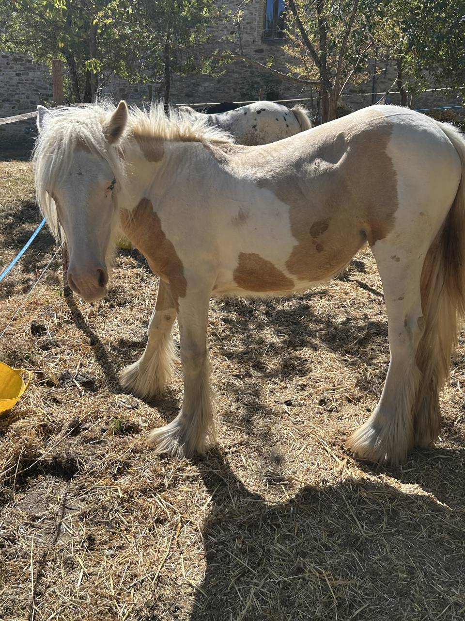 Pouliche Irish Cob PP TGCA cr&egrave;me 1 an