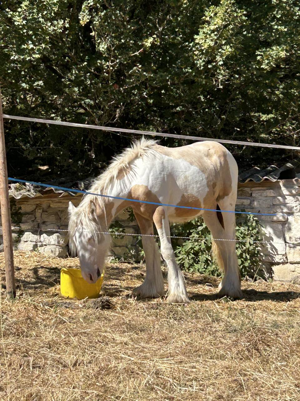 Pouliche Irish Cob PP TGCA cr&egrave;me 1 an