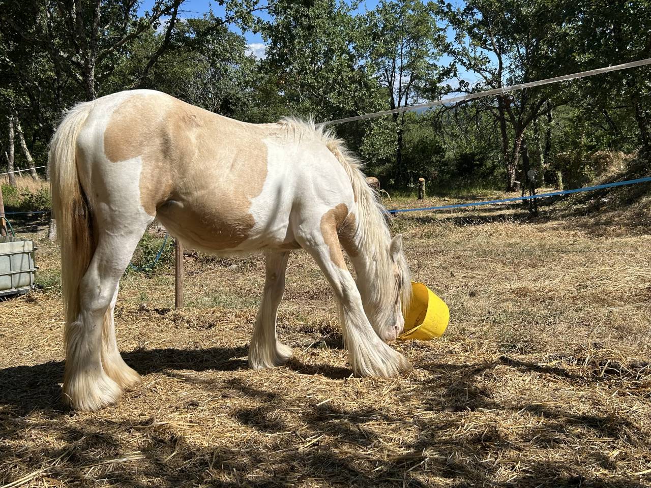 Pouliche Irish Cob PP TGCA cr&egrave;me 1 an