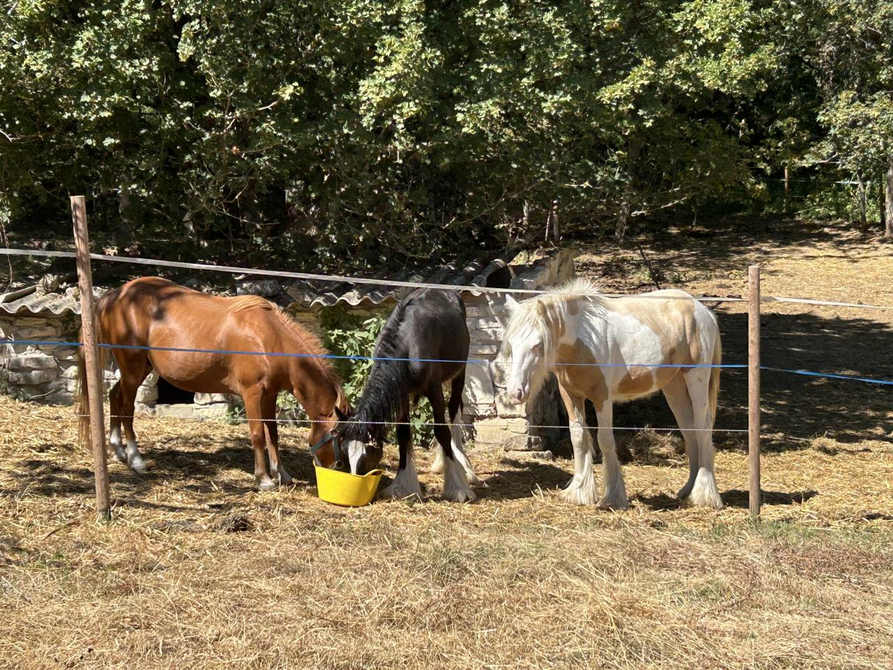 Pouliche Irish Cob PP TGCA cr&egrave;me 1 an