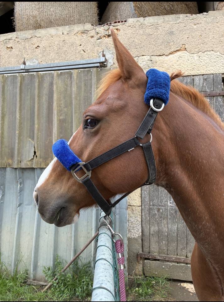 Adorable Hongre Quarter Horse